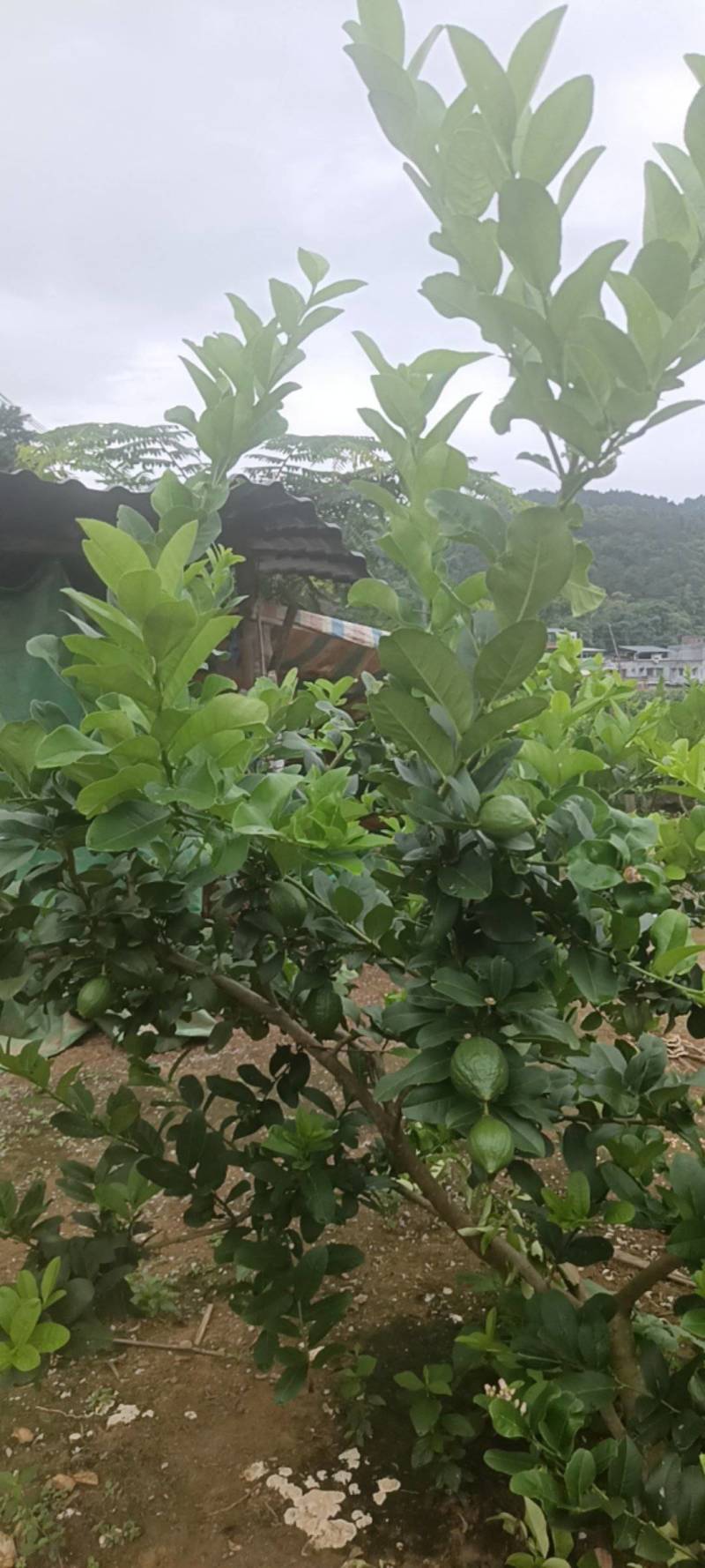 广东香水柠檬，