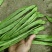 云南保山高山精品扁豆新鲜上市价格美丽欢迎采购