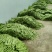 云南保山高山精品扁豆新鲜上市价格美丽欢迎采购