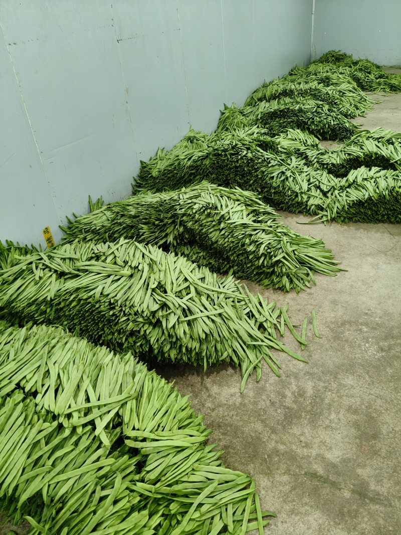 云南保山高山精品扁豆新鲜上市价格美丽欢迎采购
