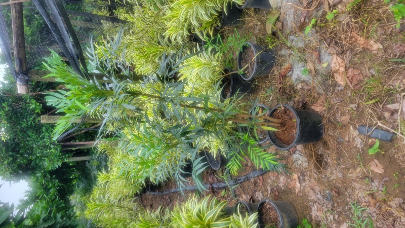 十大功劳给价格就卖