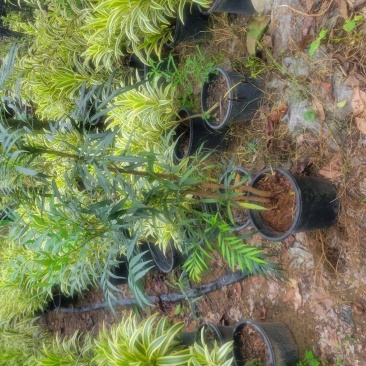十大功劳给价格就卖