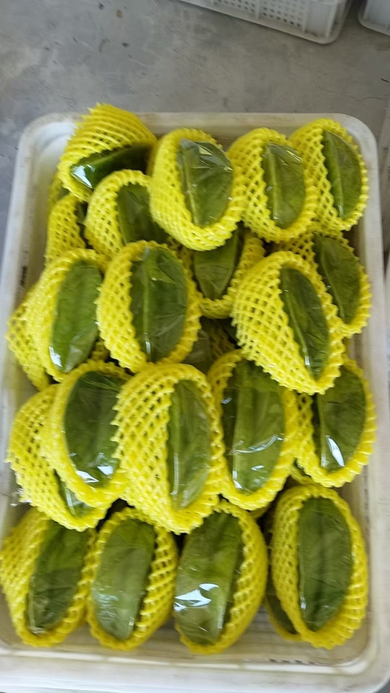 杨桃