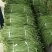 云南保山精品豇豆对接全国量大从优价格美丽质量好欢迎采购