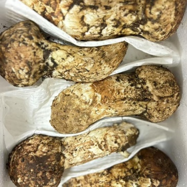 野生松茸