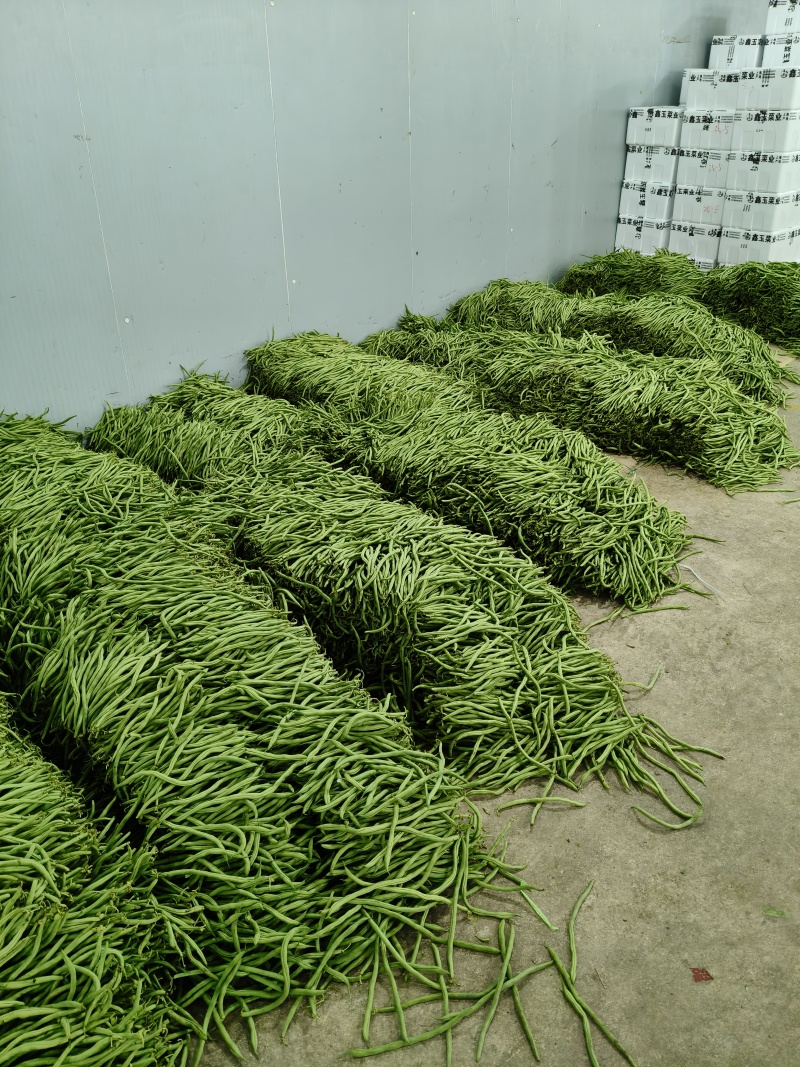 云南，精品豆王