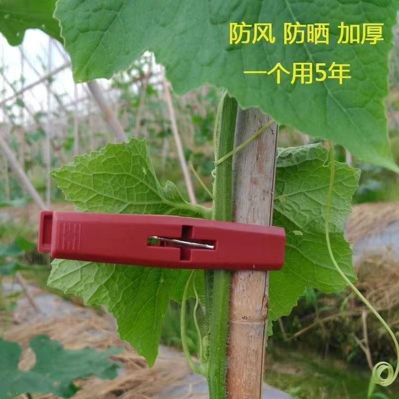 冬瓜夹子藤曼夹苦瓜夹丝瓜罗汉果夹黄瓜绑枝扶蔓夹固定防风夹