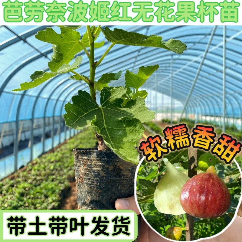 芭劳奈波姬红无花果带土带叶杯苗