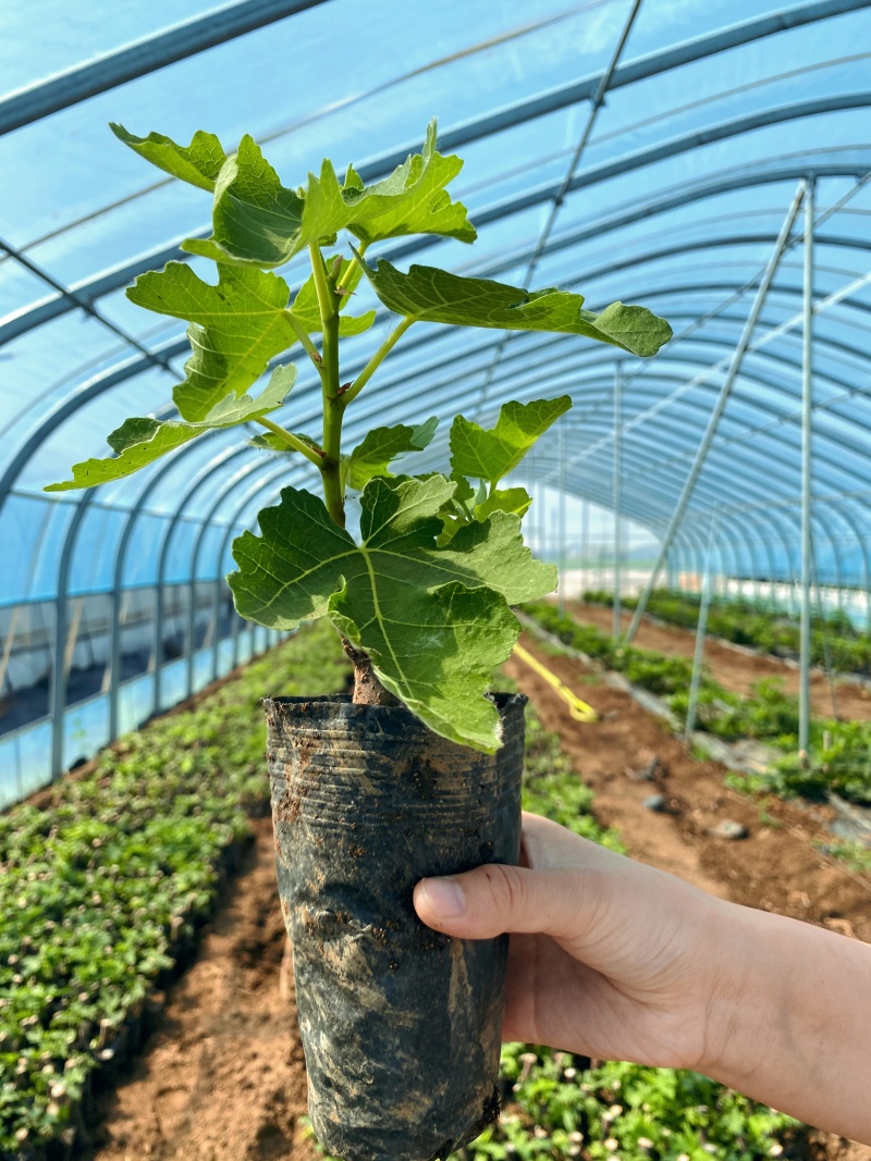 芭劳奈波姬红无花果带土带叶杯苗