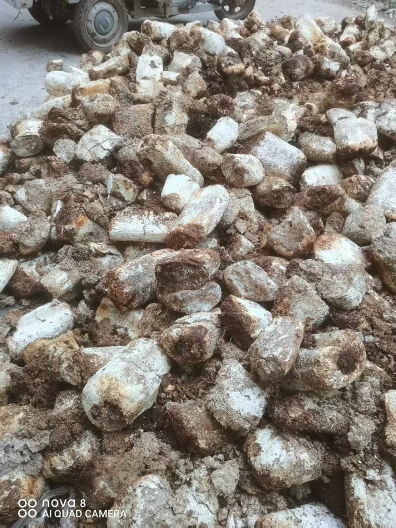 【菌渣】平菇菌渣富含有机质量大从优产地直发品质保障可视频