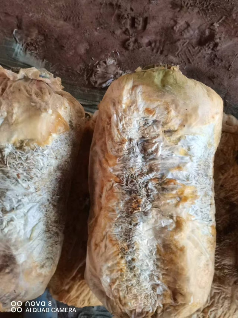 【菌渣】平菇菌渣富含有机质量大从优产地直发品质保障可视频