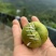 蜂糖李