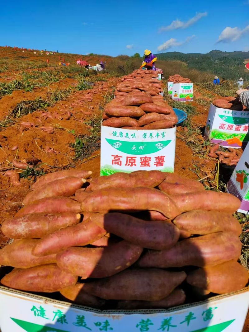 【实力】云南红河火山一号红薯/六鳌蜜薯/精品蜜薯货源充足