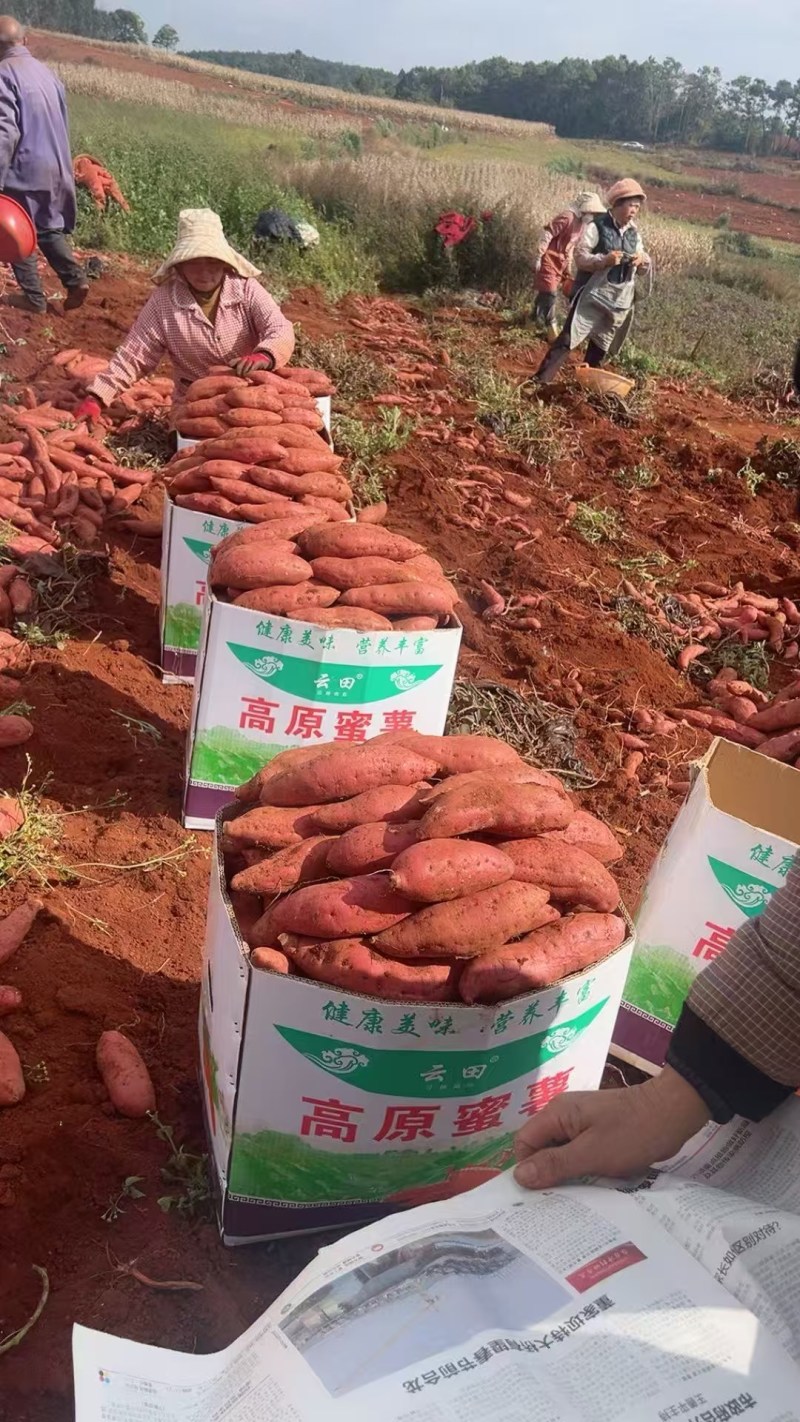 【实力】云南红河火山一号红薯/六鳌蜜薯/精品蜜薯货源充足