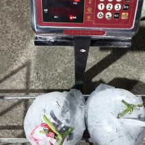 广东韶关精品白冬瓜大量供应对连市场电商有回头车