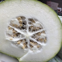 冬瓜