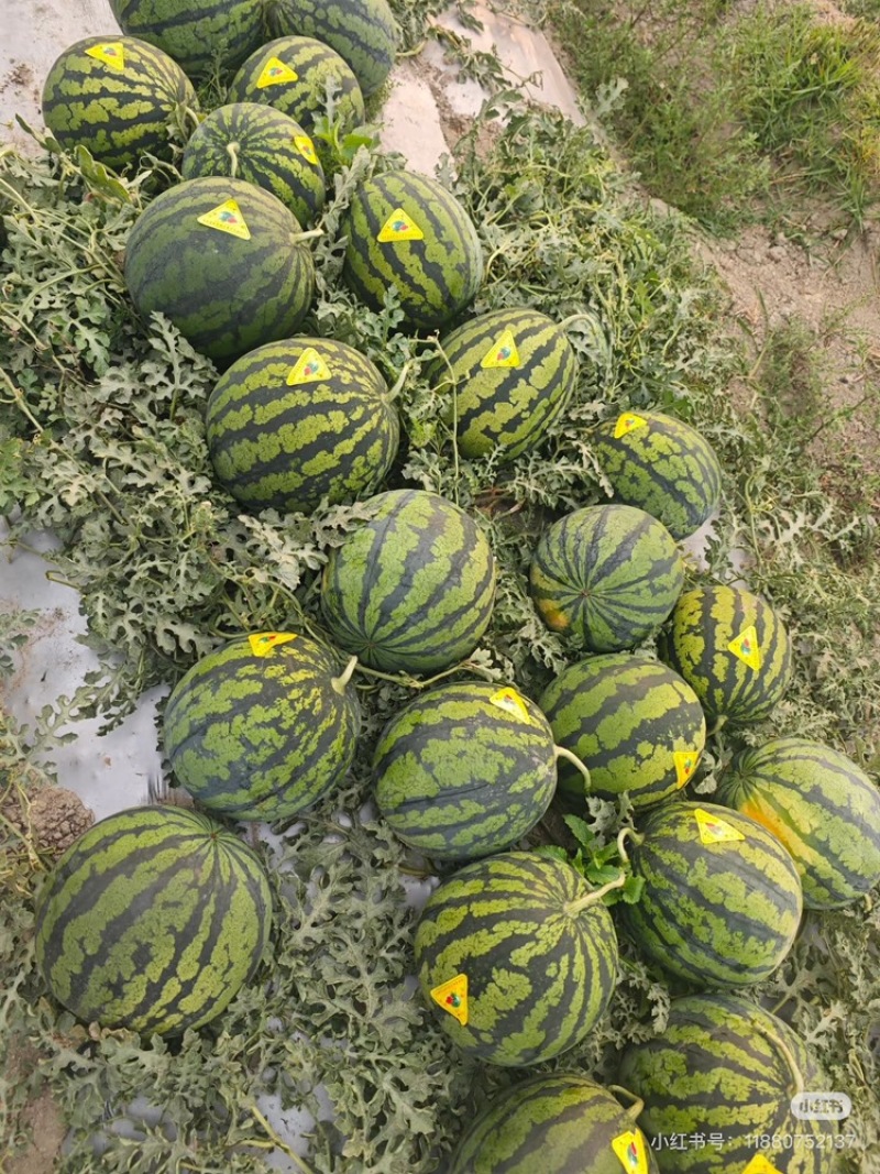 河北西瓜河北甜王西瓜皮薄多汁包熟包甜量大从优