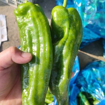 薄皮椒301