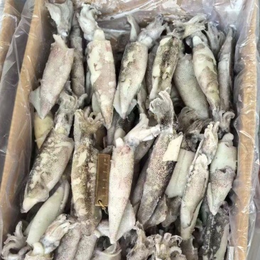 笔管鱿鱼