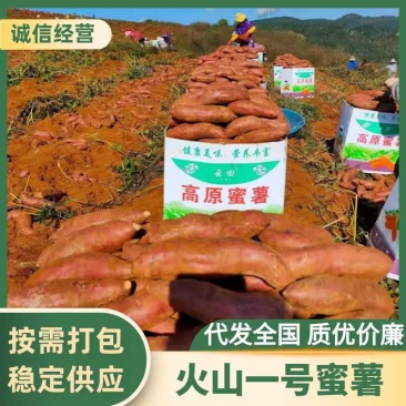 【实力】云南红河火山一号红薯/六鳌蜜薯/精品蜜薯货源充足