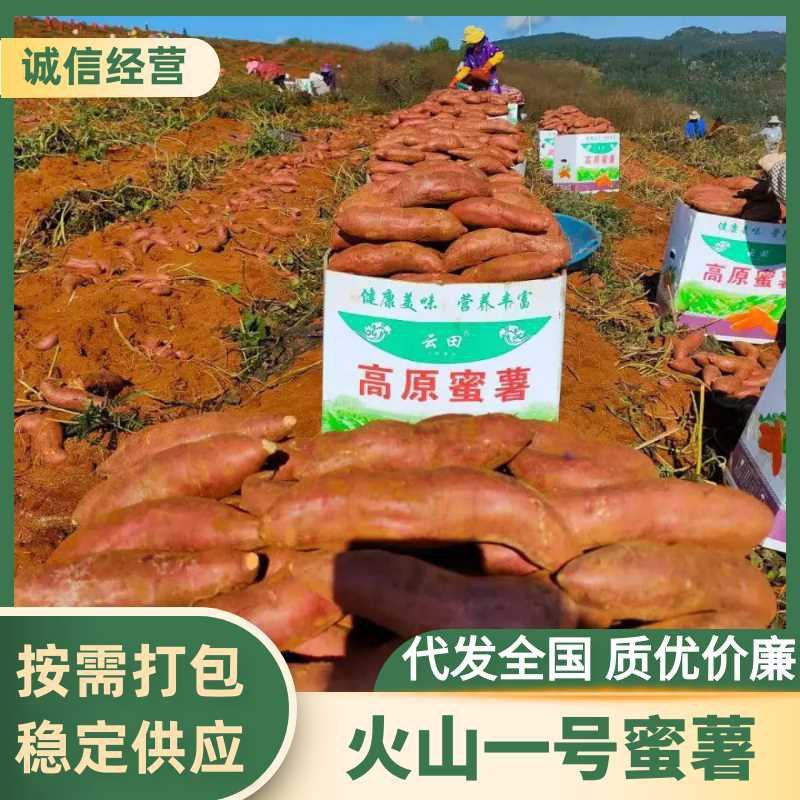 【实力】云南红河火山一号红薯/六鳌蜜薯/精品蜜薯货源充足