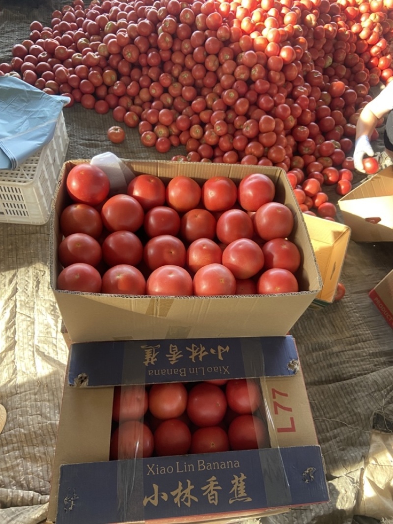 河北西红柿硬粉西红柿大量供应可视频看货欢迎咨询