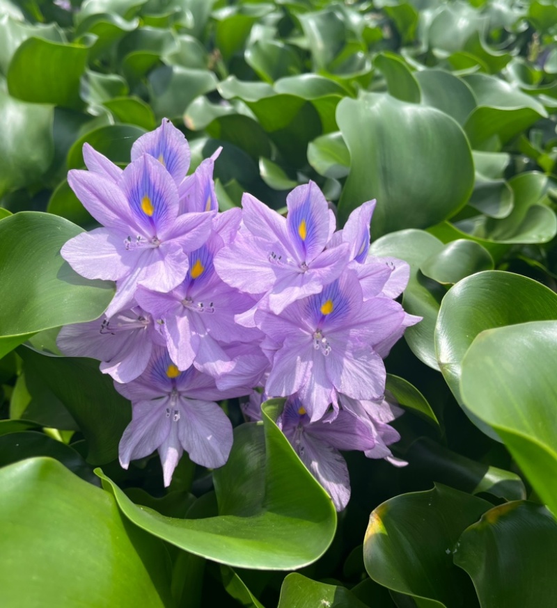 水葫芦