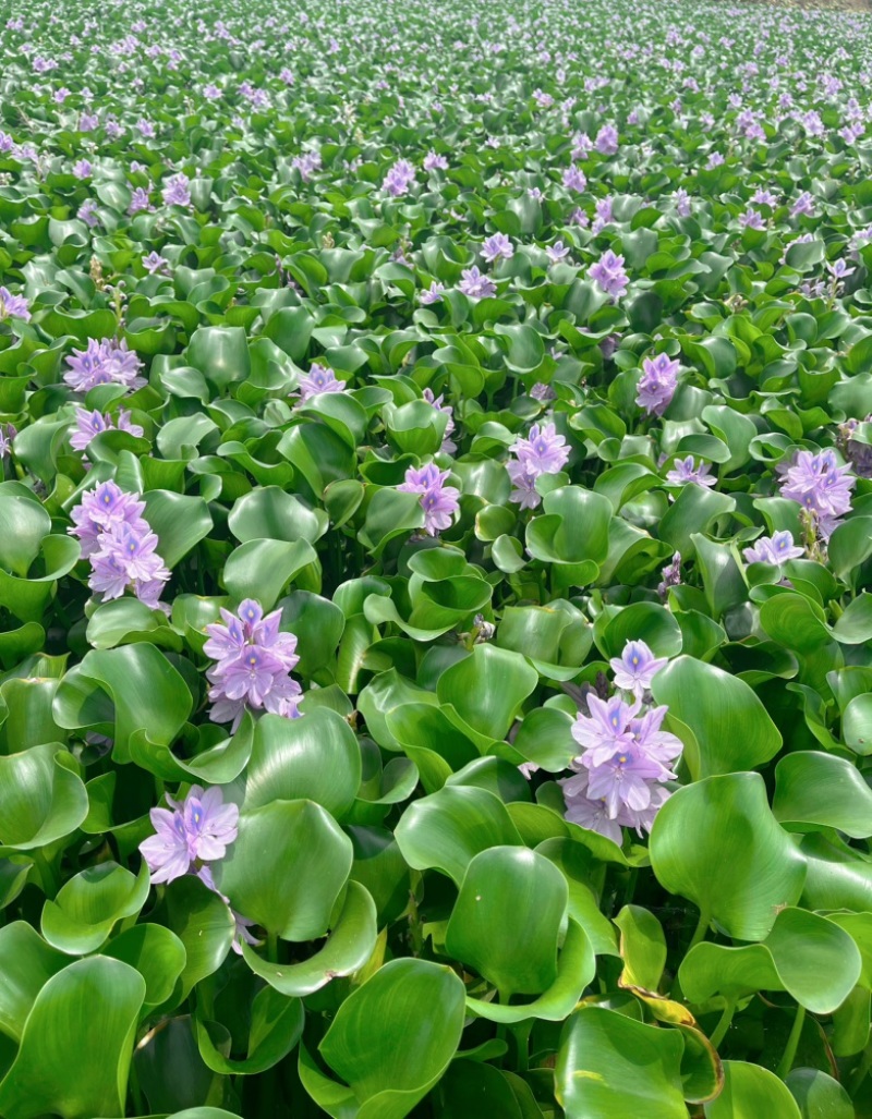 水葫芦