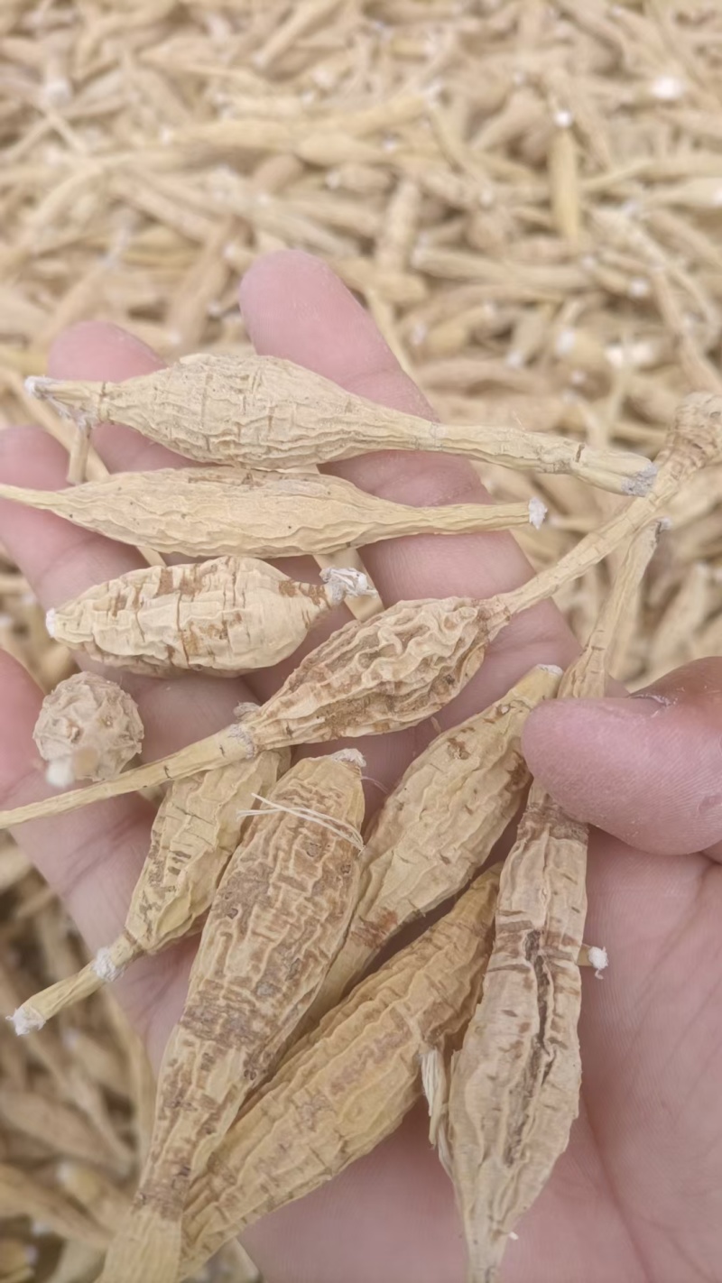 正规货源长期有货原产地牛大力万亩基地