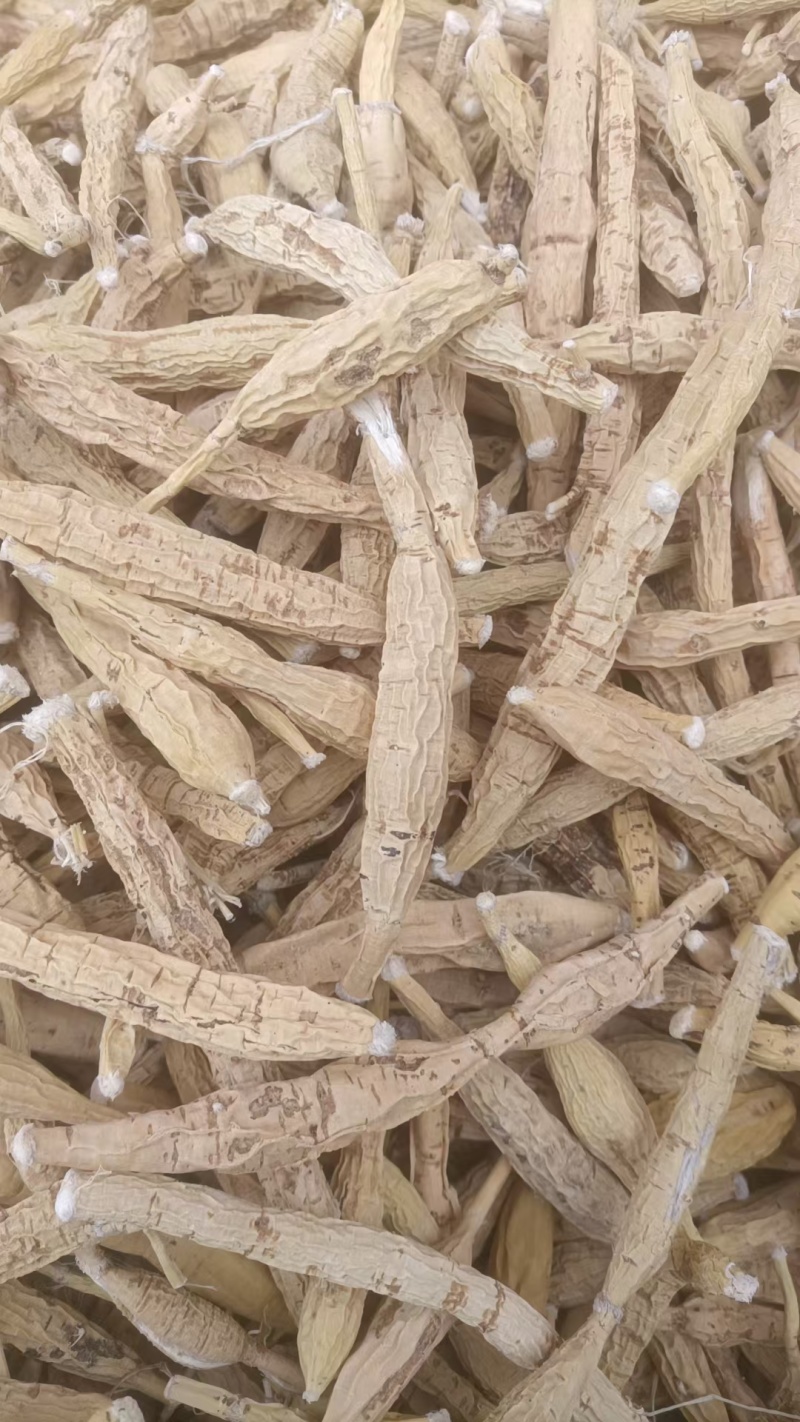 正规货源长期有货原产地牛大力万亩基地