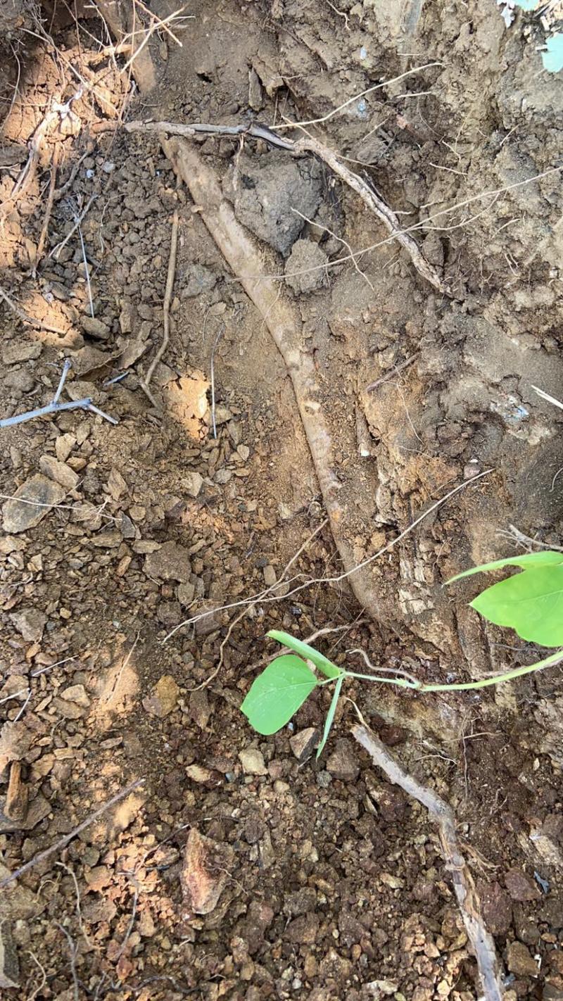 太行山野生柴葛根新鲜直达供货电商一件代发