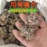 川芎整个中药材川芎产地直销当年新货无硫香味浓郁供应药店诊