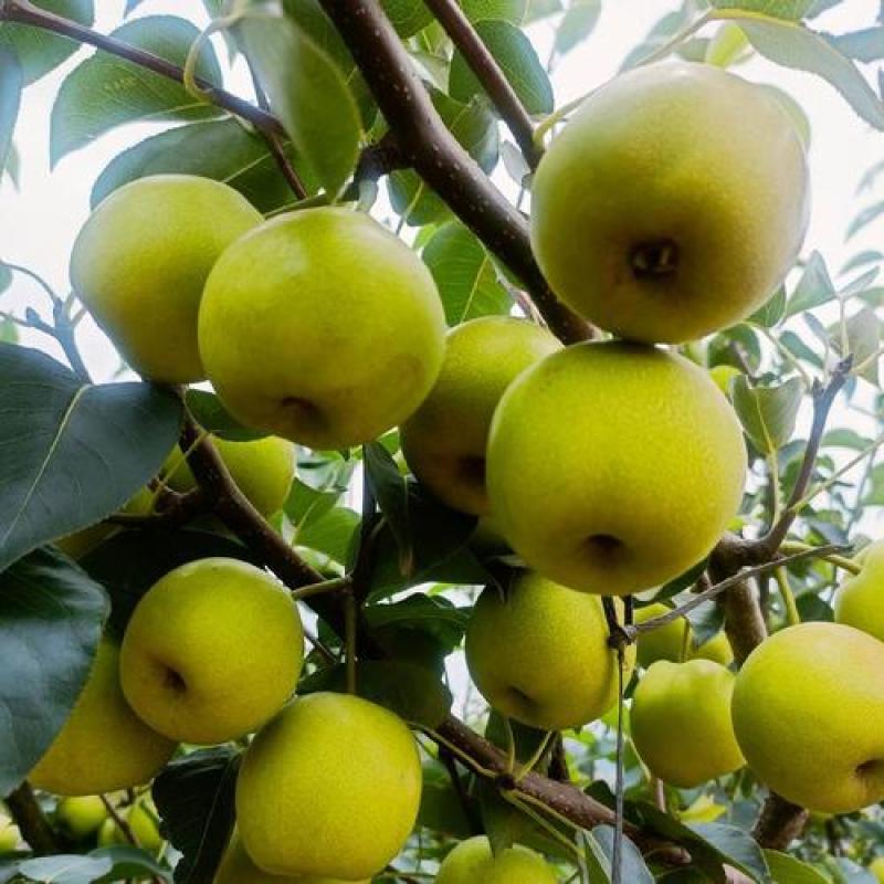 云南高原早白蜜又脆又甜（支持一件代发）