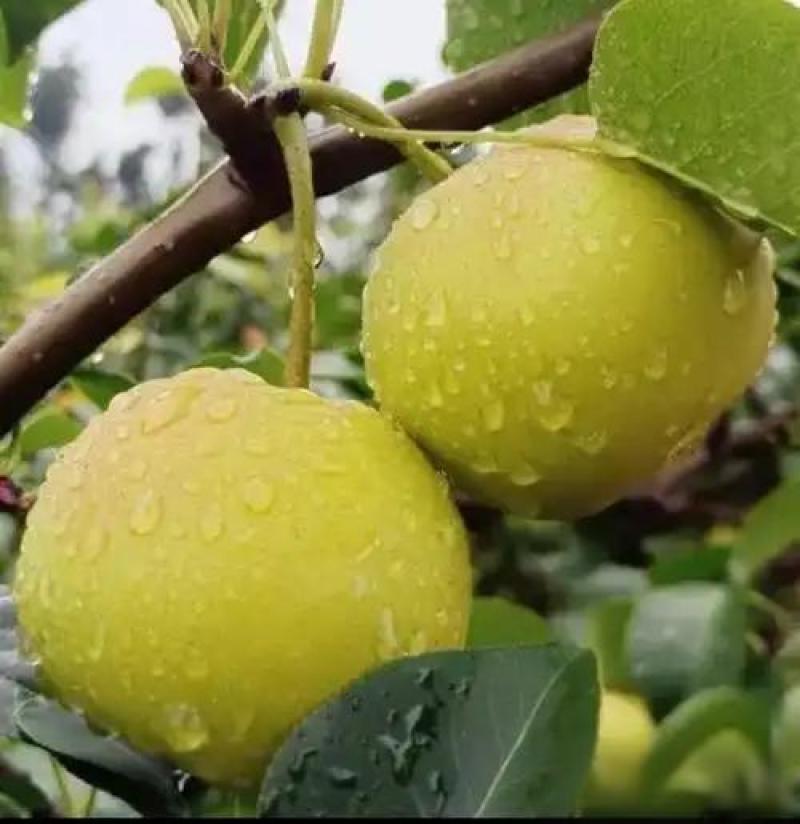 云南高原早白蜜又脆又甜（支持一件代发）