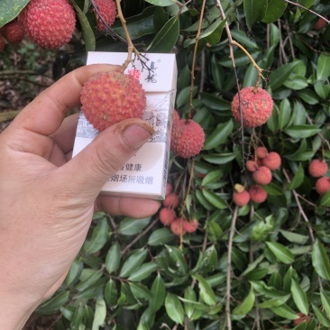 灵山桂味大量现货