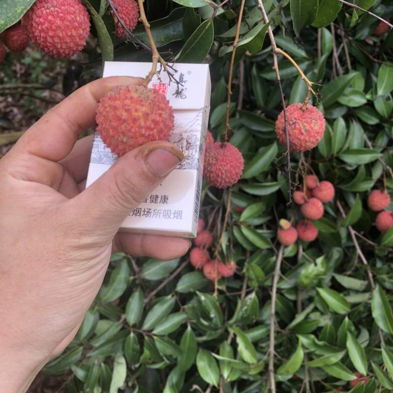 灵山桂味大量现货