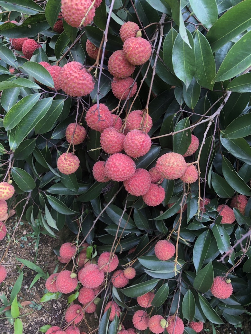 灵山桂味大量现货