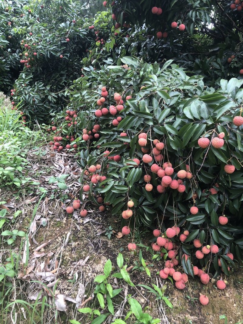 灵山桂味大量现货