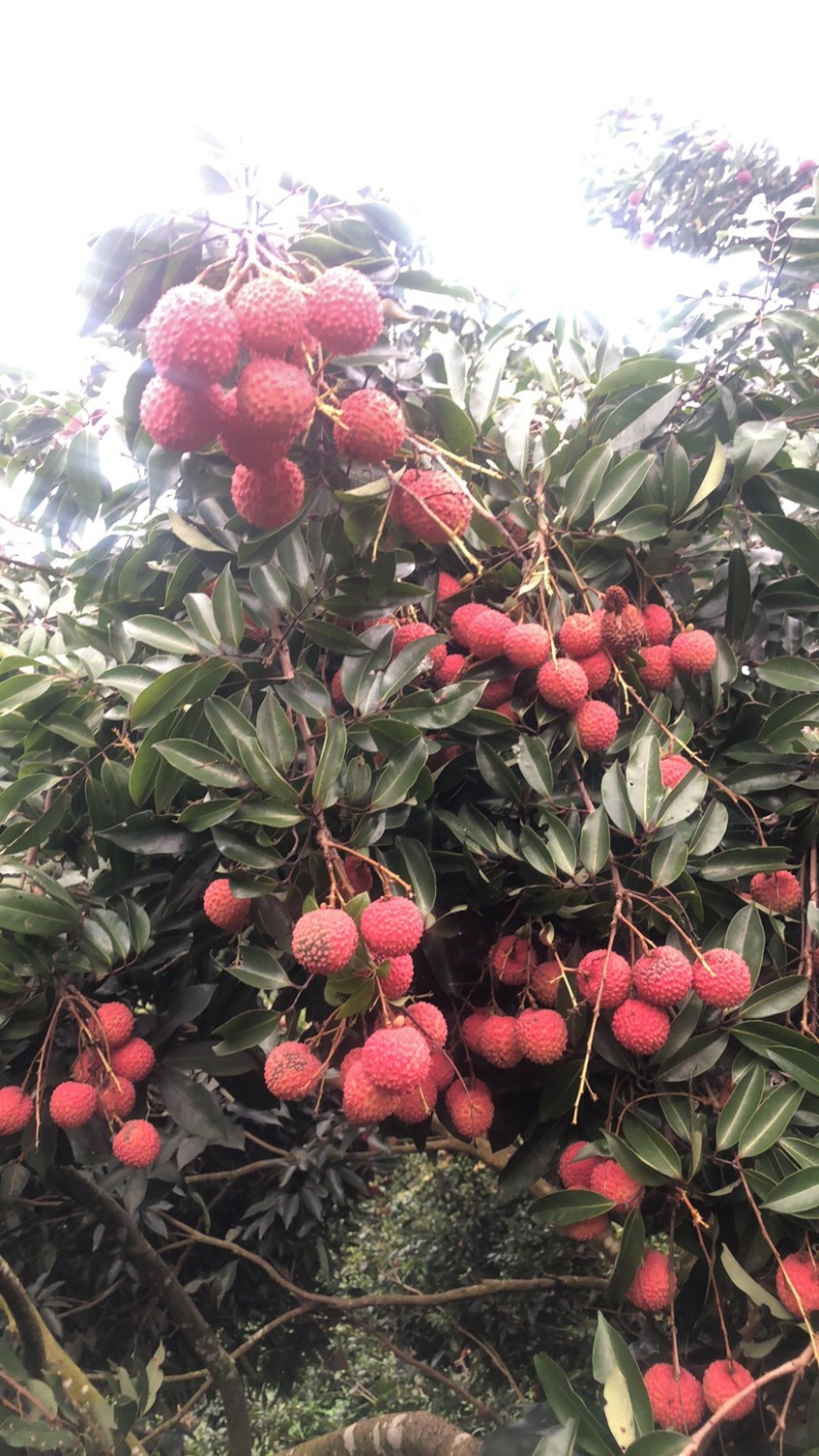 灵山桂味大量现货