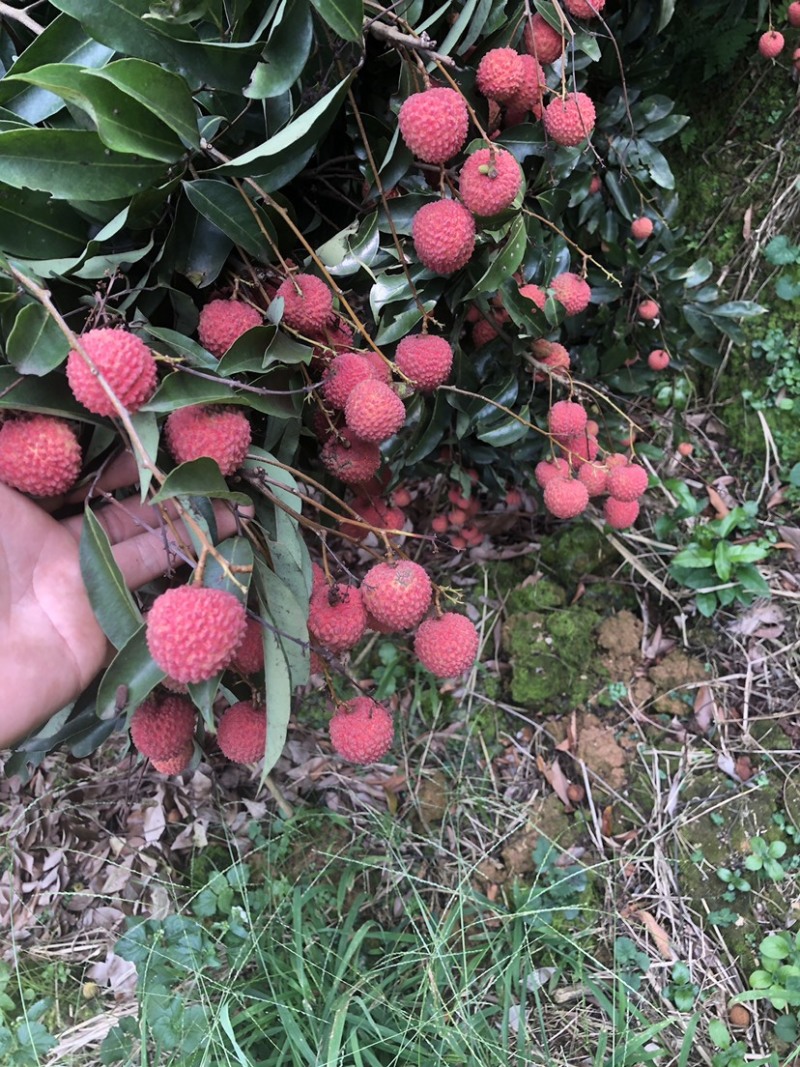 灵山桂味大量现货