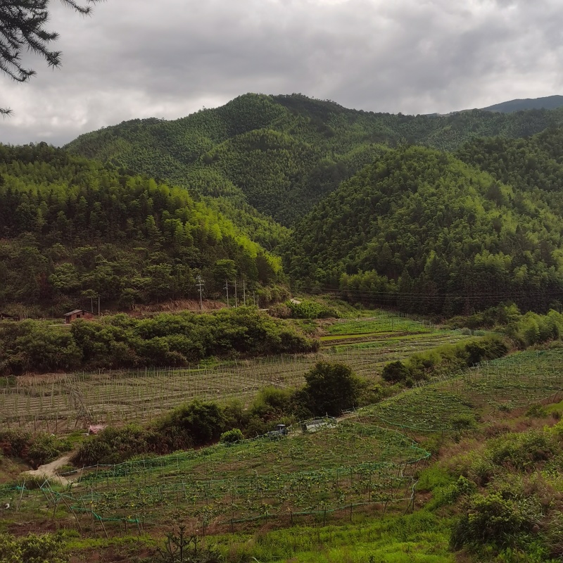 福建建瓯高山露天丝瓜品质好价格实惠！