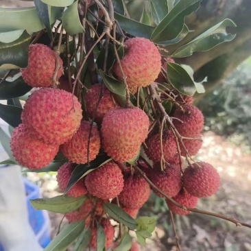 桂味荔枝