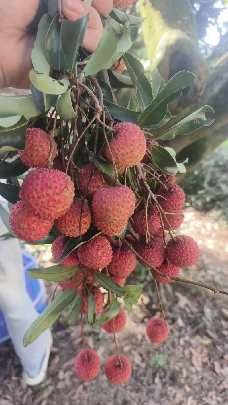 桂味荔枝