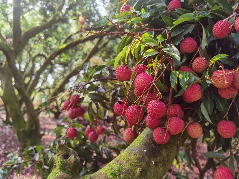 桂味荔枝
