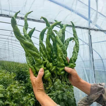 大量螺丝椒。