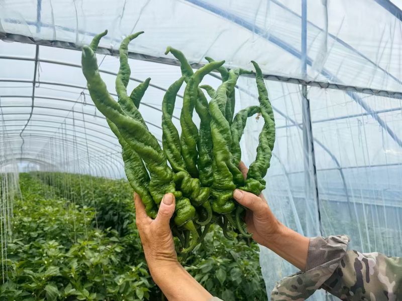 大量螺丝椒。