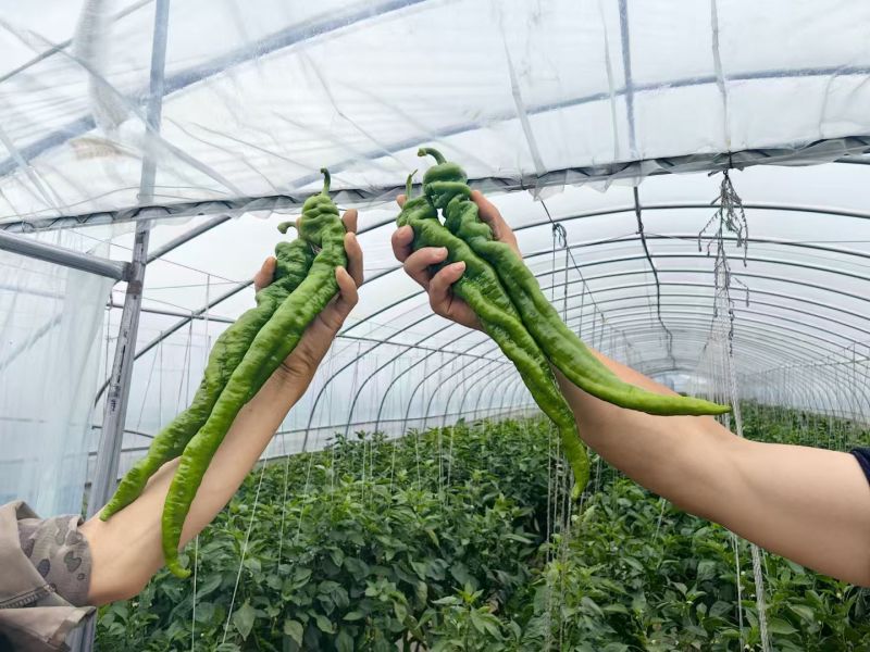 大量螺丝椒。