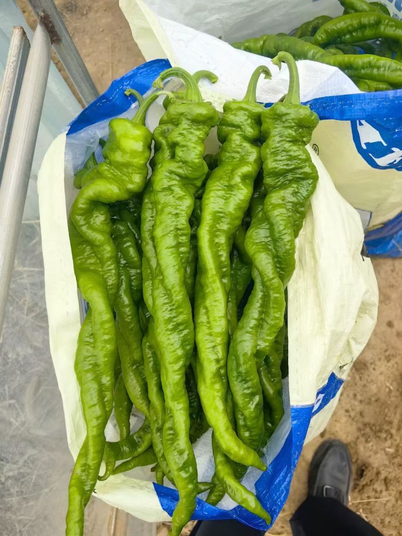 大量螺丝椒。