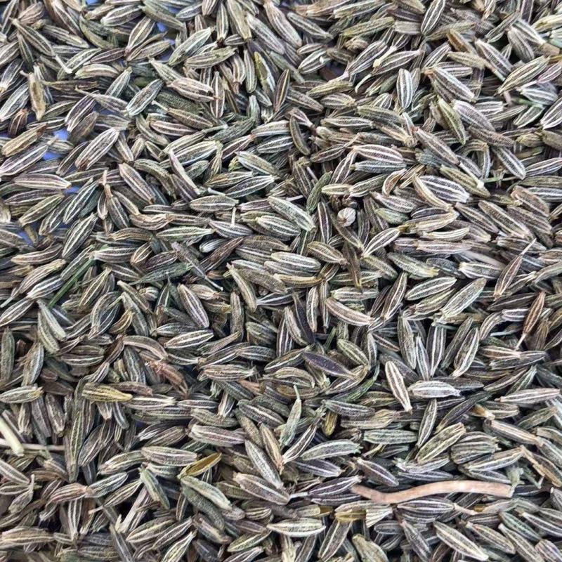 甘肃孜然新鲜上市价格美丽各种规格齐全量大从优欢迎采购