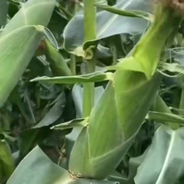 各种水果玉米